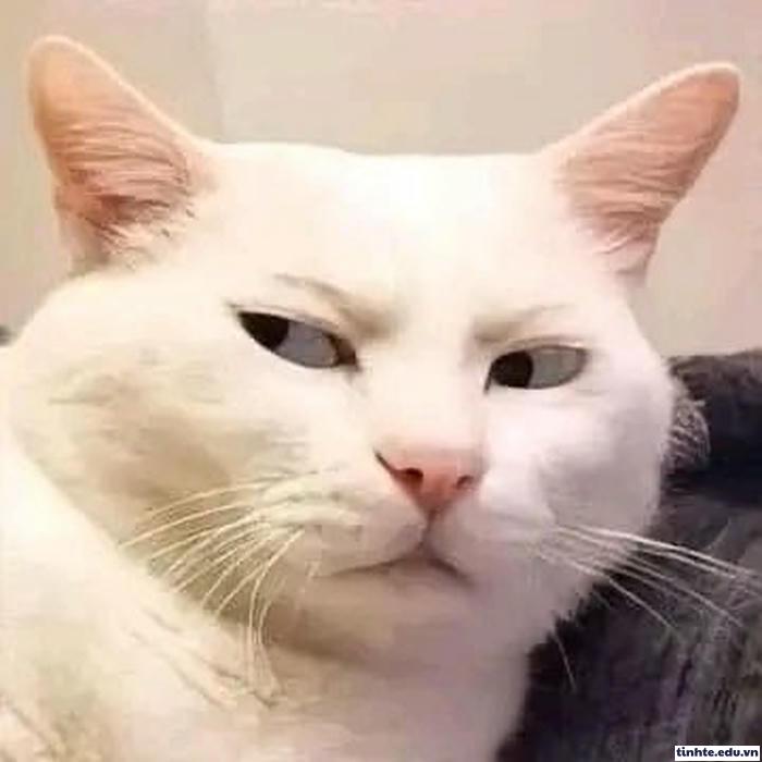 Meme khinh người vui nhộn